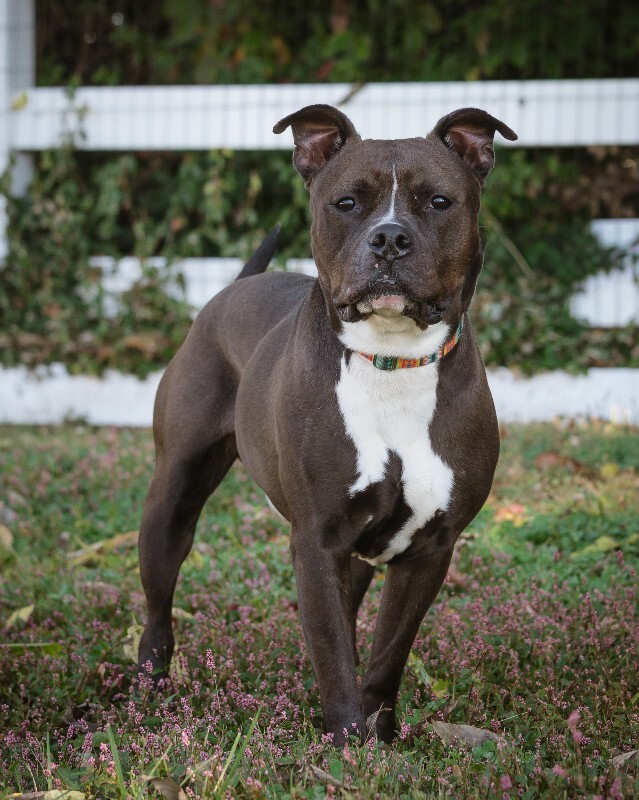 View Bobby the Dog Photo #15