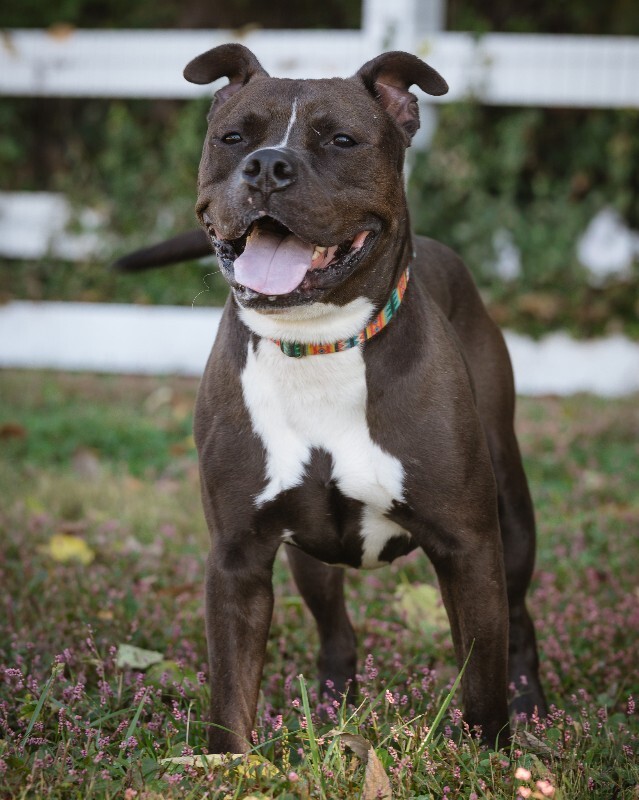 View Bobby the Dog Photo #11