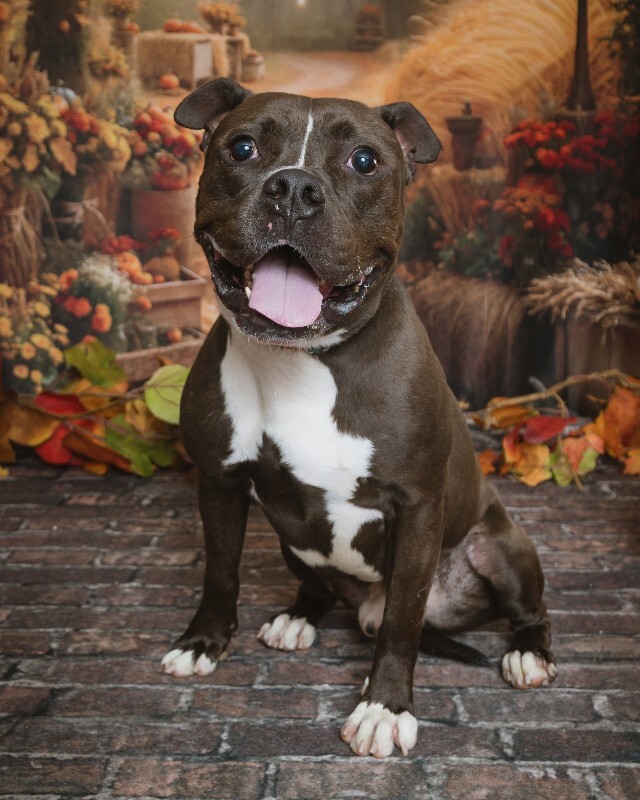 View Bobby the Dog Photo #8