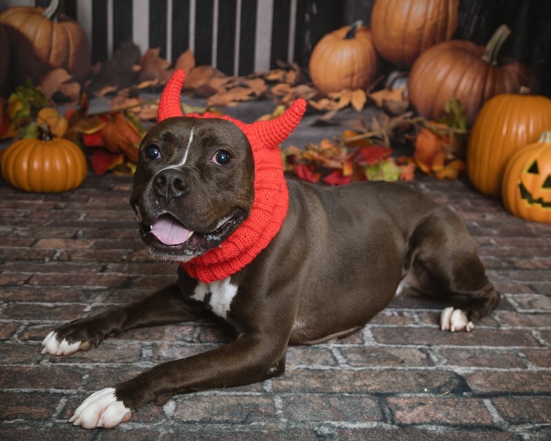 View Bobby the Dog Photo #7