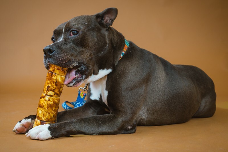 View Bobby the Dog Photo #4