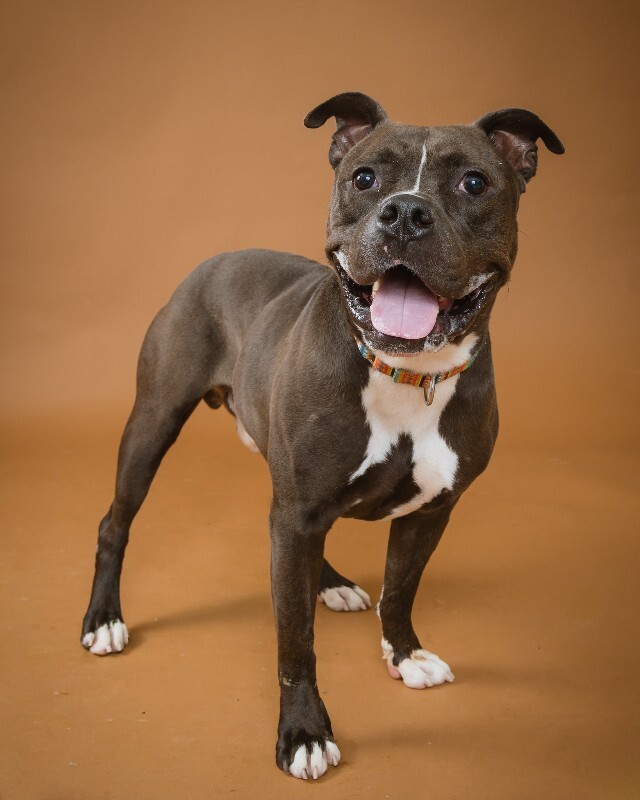 View Bobby the Dog Photo #3