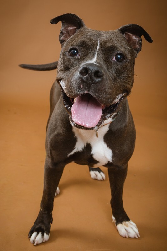 View Bobby the Dog Photo #10