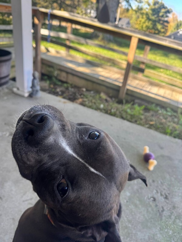 View Bobby the Dog Photo #14