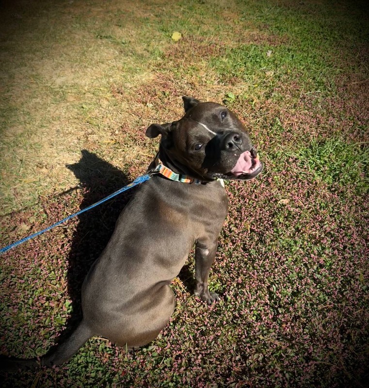 View Bobby the Dog Photo #17