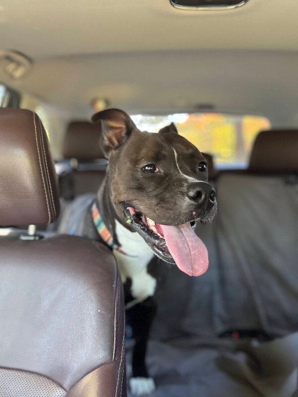 View Bobby the Dog Photo #9