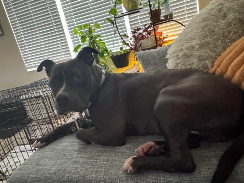 View Bobby the Dog Photo #13