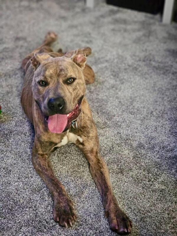 View Koa (FKA Iosivas) the Dog Photo #8