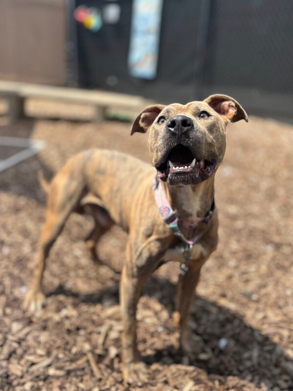 View Koa (FKA Iosivas) the Dog Photo #5