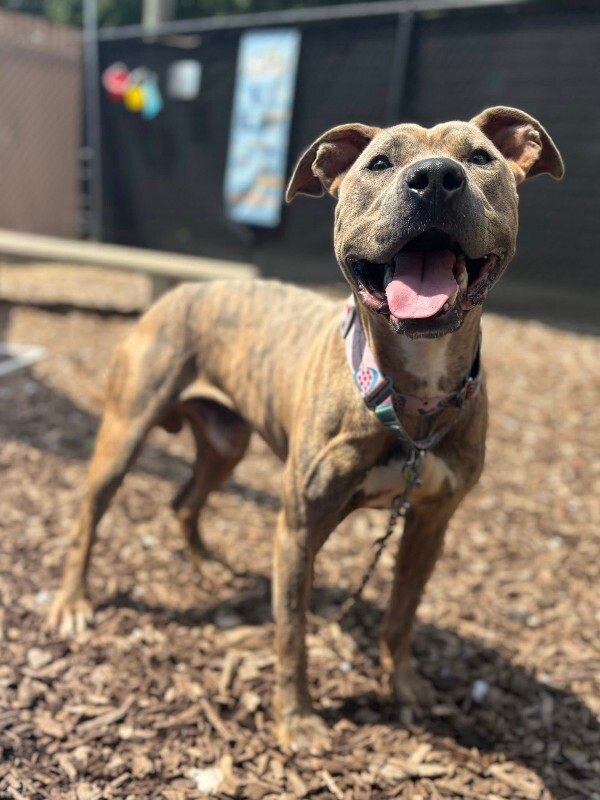 View Koa (FKA Iosivas) the Dog Photo #7