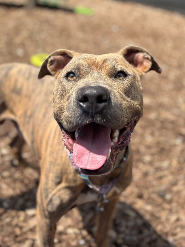 View Koa (FKA Iosivas) the Dog Photo #4