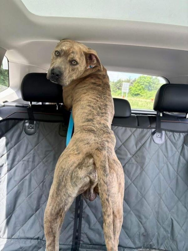 View Koa (FKA Iosivas) the Dog Photo #3