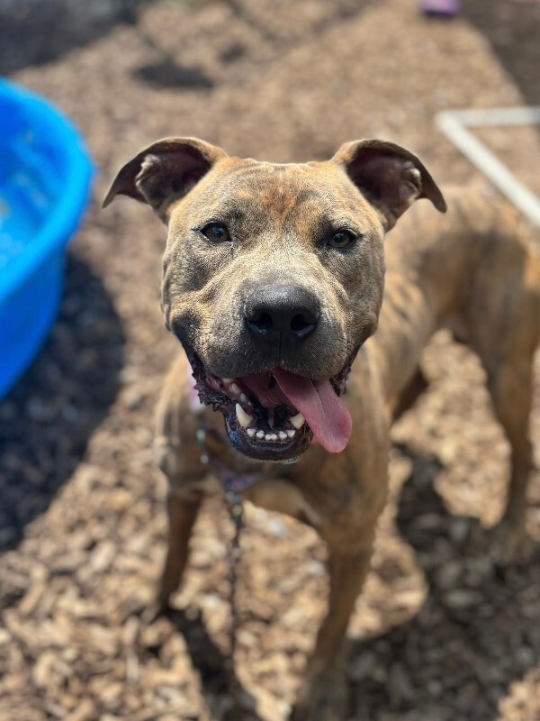 View Koa (FKA Iosivas) the Dog Photo #6