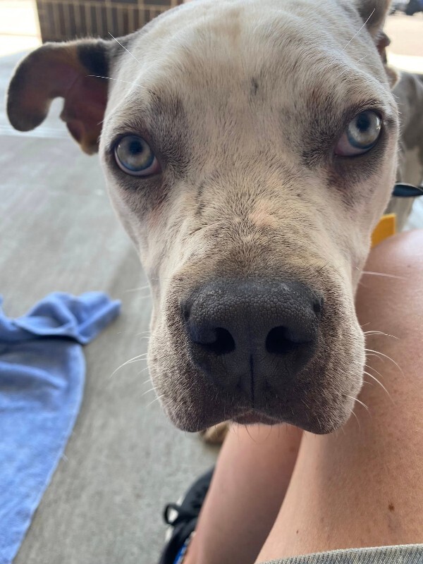 View Milkshake the Dog Photo #7