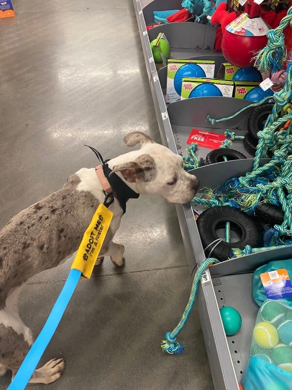 View Milkshake the Dog Photo #6