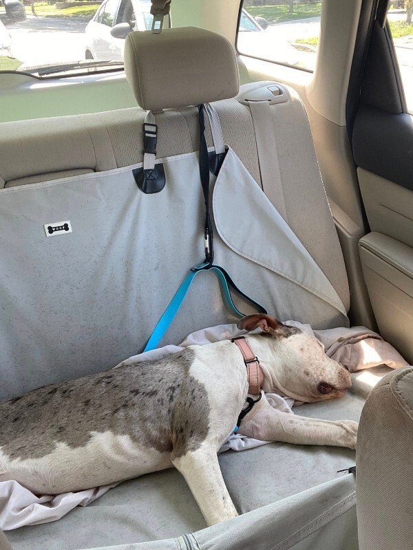 View Milkshake the Dog Photo #8