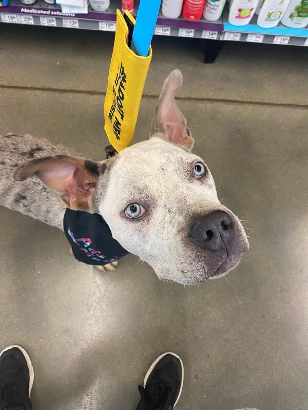 View Milkshake the Dog Photo #3