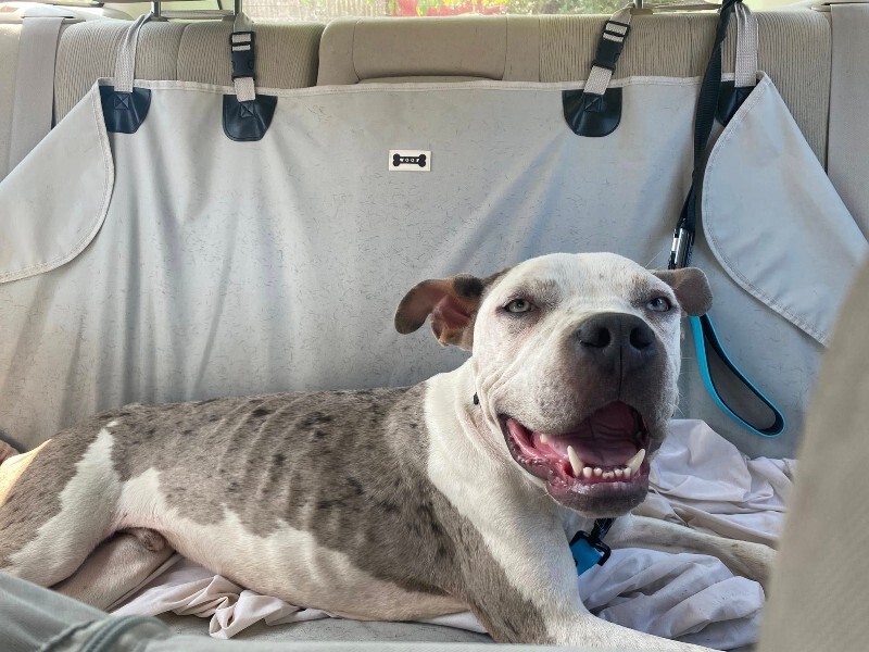 View Milkshake the Dog Photo #2