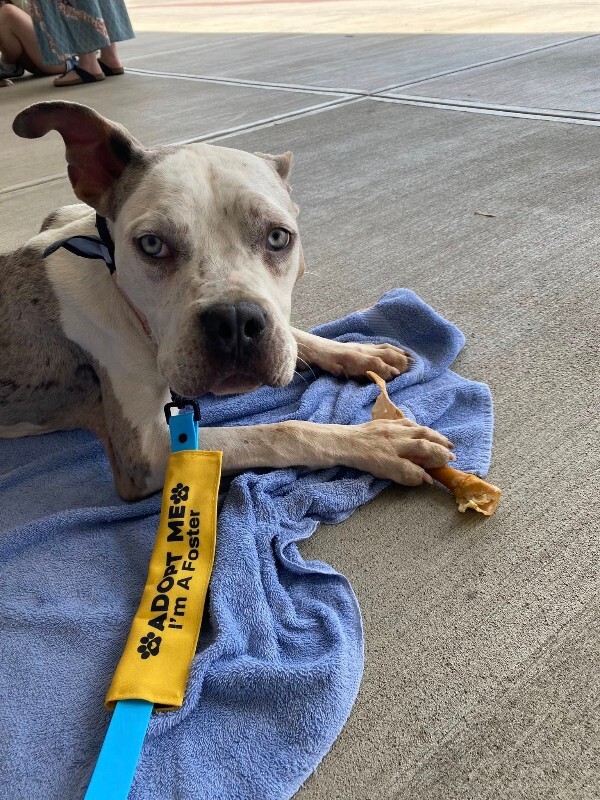 View Milkshake the Dog Photo #11