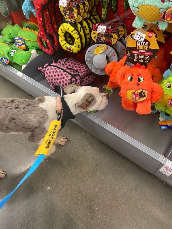 View Milkshake the Dog Photo #10