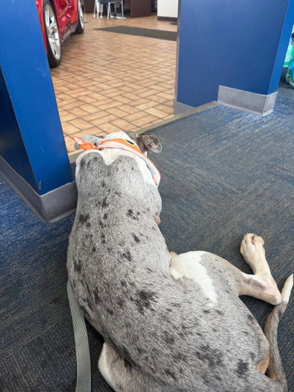 View Milkshake the Dog Photo #16