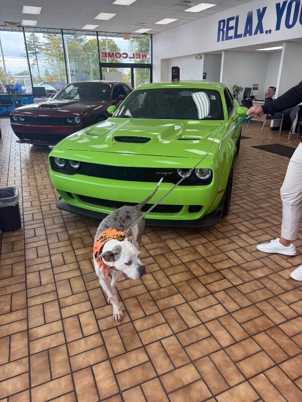 View Milkshake the Dog Photo #13