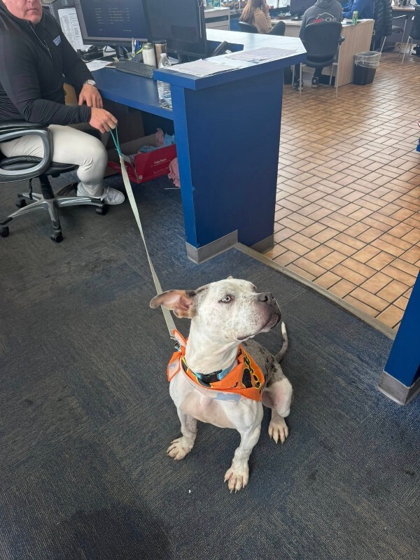 View Milkshake the Dog Photo #17