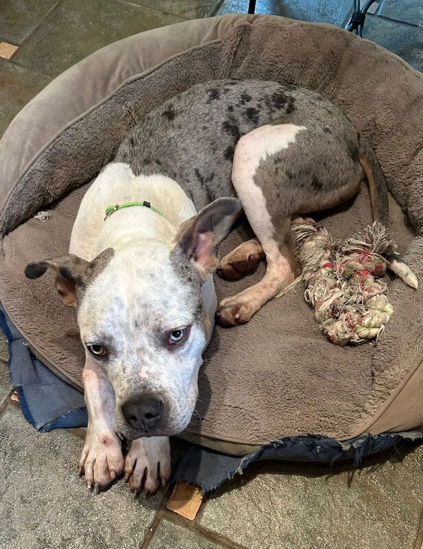 View Milkshake the Dog Photo #9