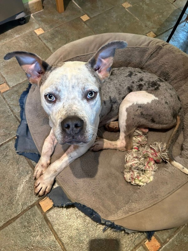 View Milkshake the Dog Photo #4