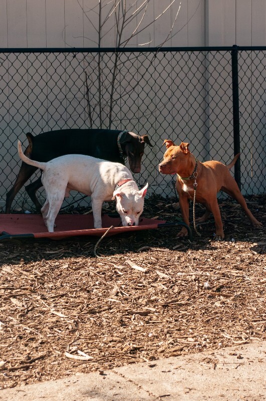 View Perkins the Dog Photo #2