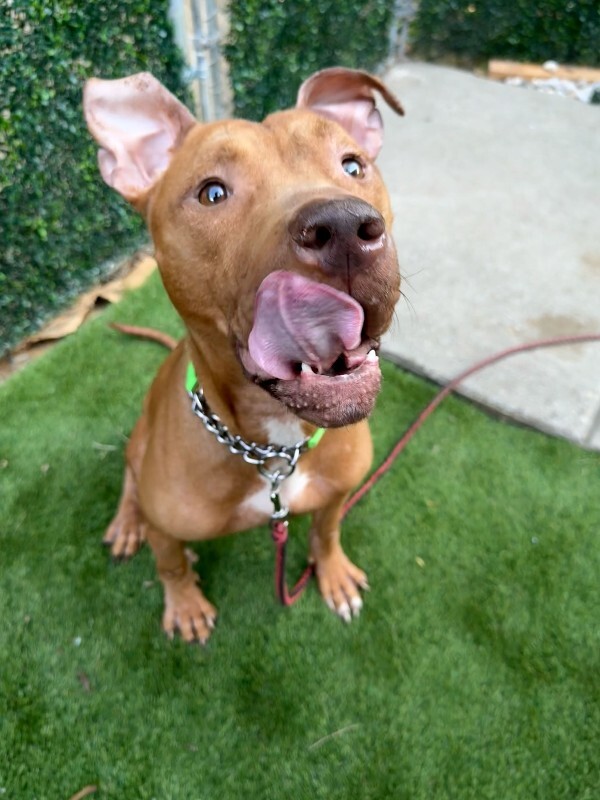 View Perkins the Dog Photo #5