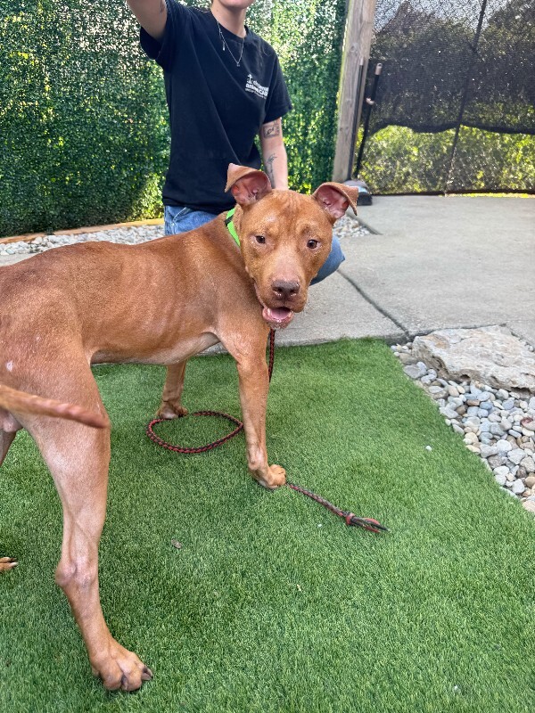 View Perkins the Dog Photo #6