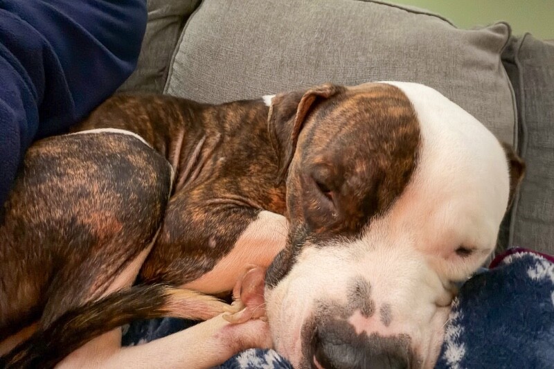 View Savage the Dog Photo #2