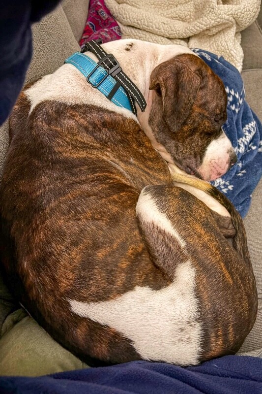 View Savage the Dog Photo #3