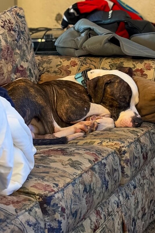 View Savage the Dog Photo #4