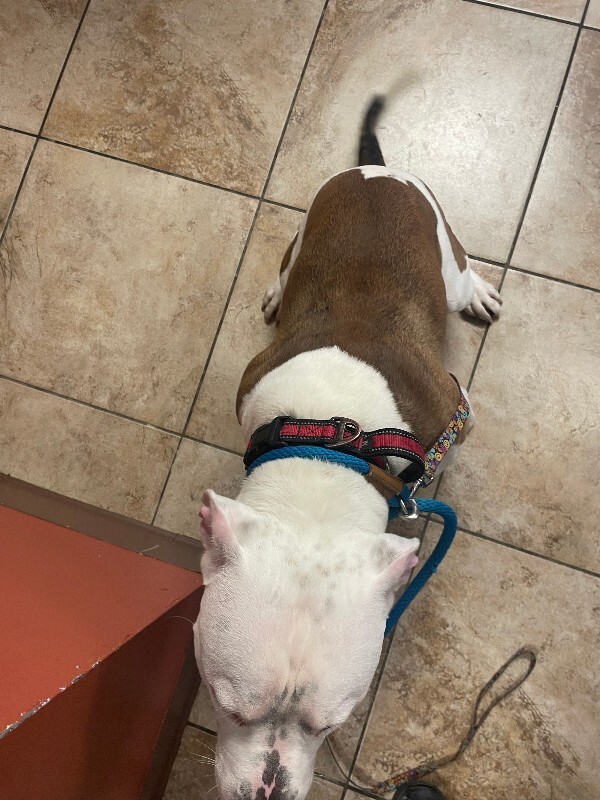 View Ali the Dog Photo #4