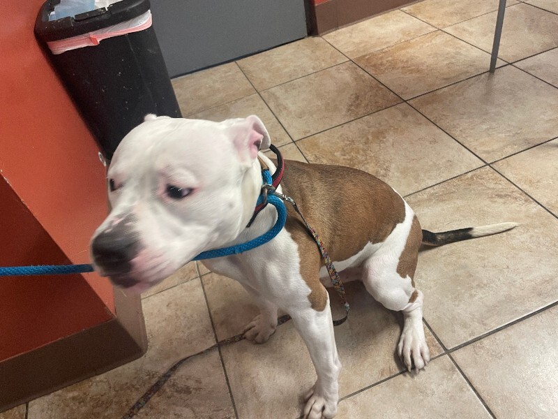 View Ali the Dog Photo #2