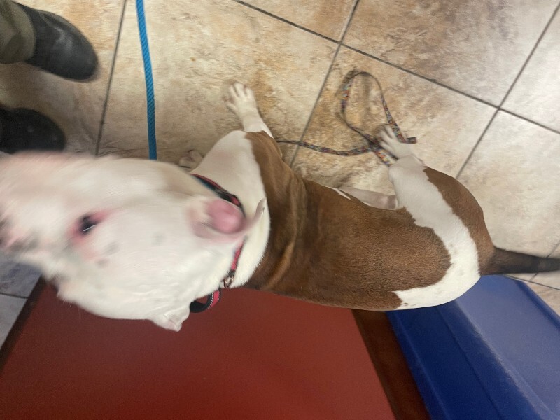 View Ali the Dog Photo #3