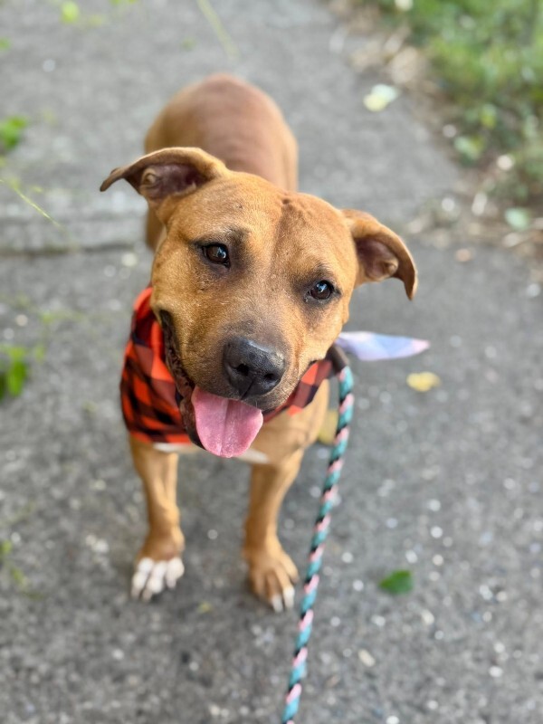 View Kareena the Dog Photo #3