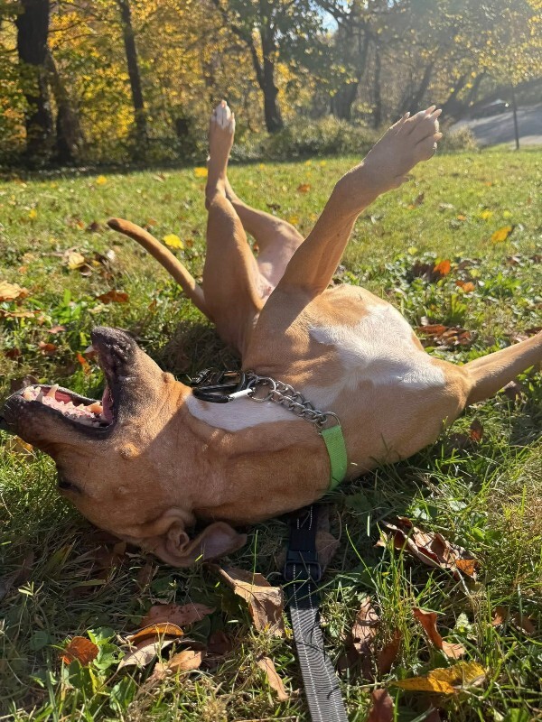 View Kareena the Dog Photo #16