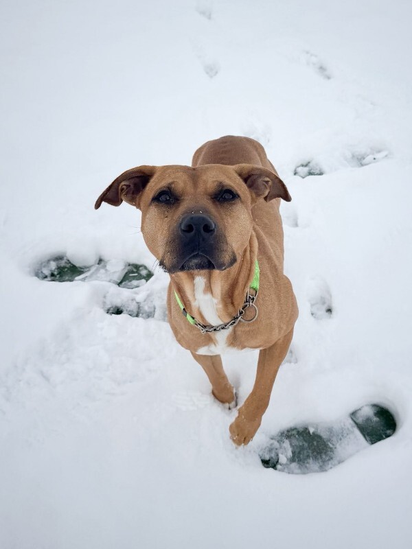 View Kareena the Dog Photo #8