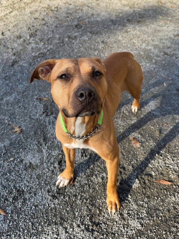 View Kareena the Dog Photo #14