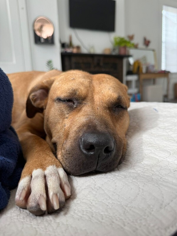 View Kareena the Dog Photo #2