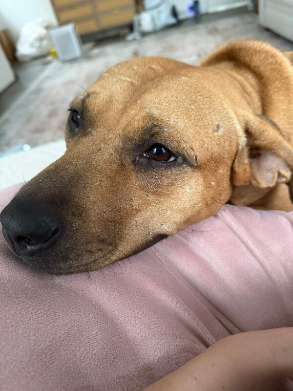 View Kareena the Dog Photo #4