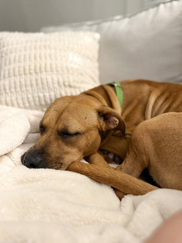 View Kareena the Dog Photo #10