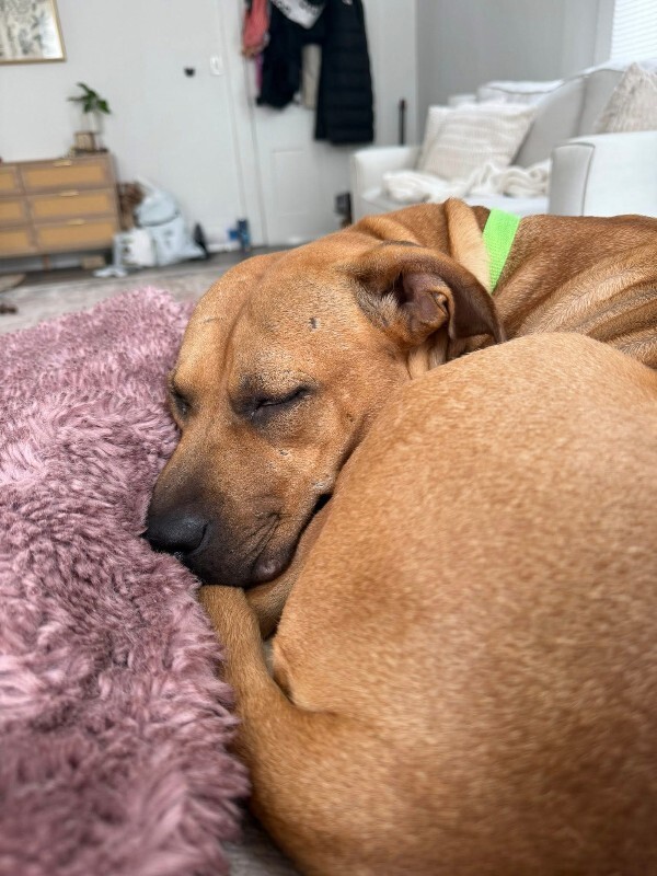 View Kareena the Dog Photo #7