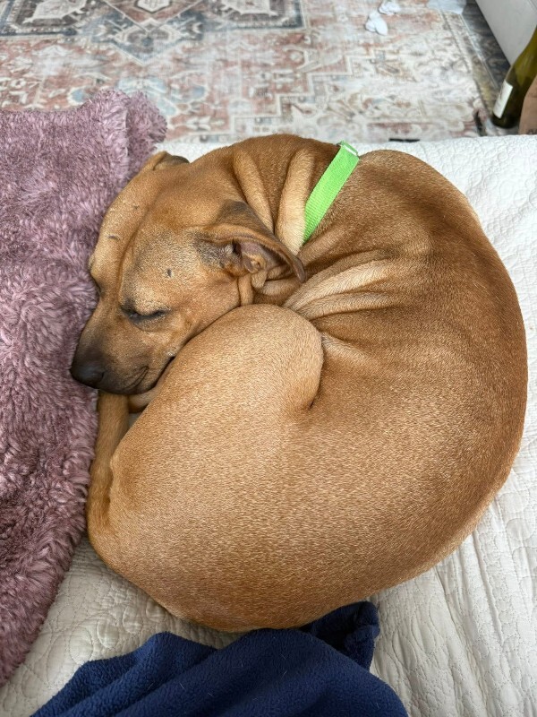 View Kareena the Dog Photo #12