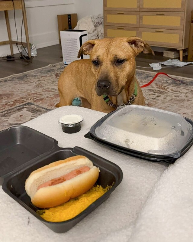 View Kareena the Dog Photo #11