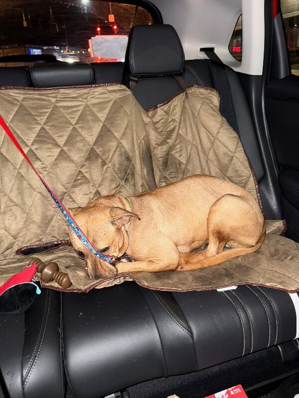 View Kareena the Dog Photo #15