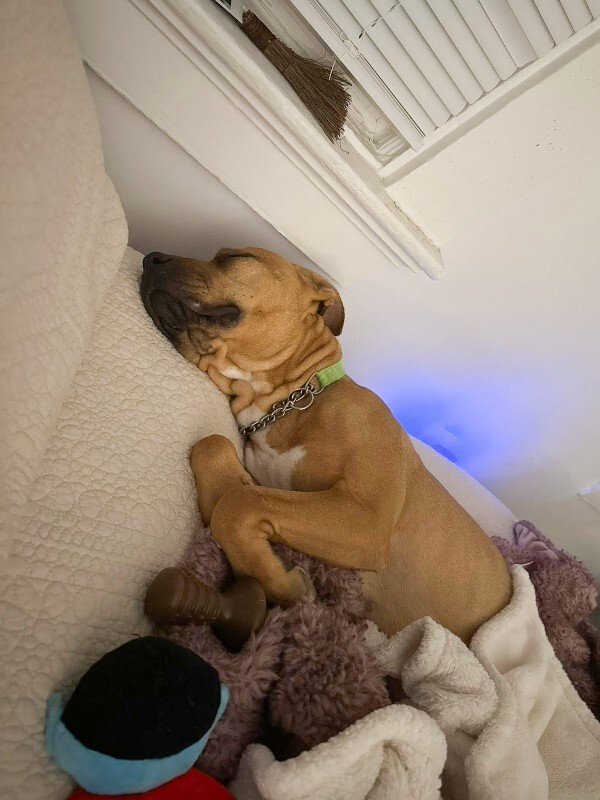 View Kareena the Dog Photo #6